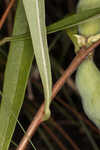 Slimleaf pawpaw